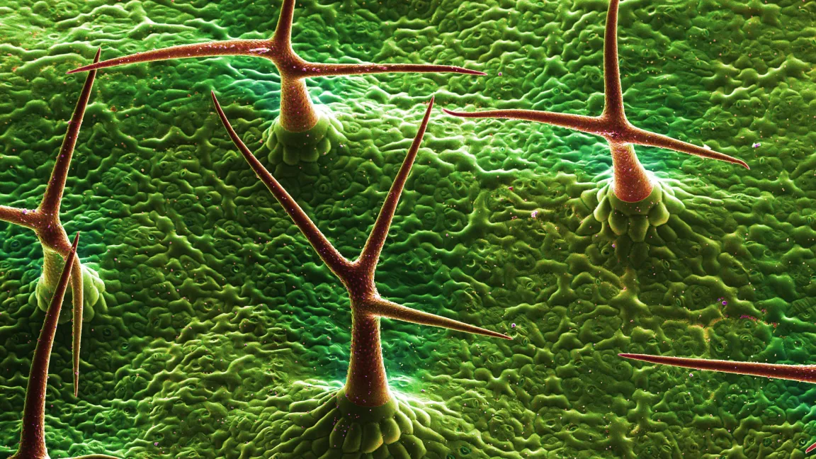 Mehrere Haare der Ackerschmalwand: Die scharfen Spitzen sind in unterschiedliche Richtungen gewandt und nur die extreme Spitze selbst ist mit Kalziumphosphat inkrustiert. Foto: Hans-Jürgen Ensikat/Uni Bonn