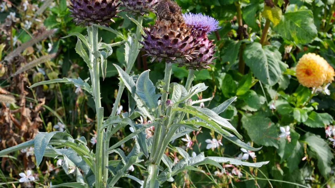 Im Garten wird die Artischocke hauptsächlich wegen ihres interessanten und dekorativen Aussehens gepflanzt. Foto: Fotolia