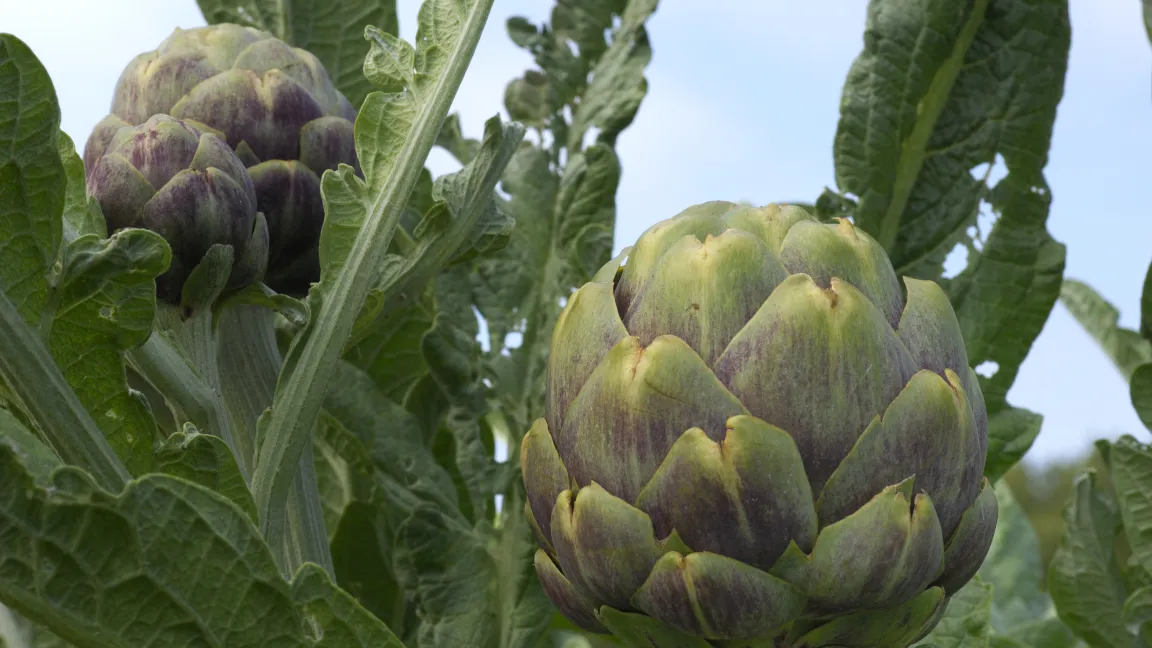 Wenn die Blütenköpfe noch verschlossen sind, ist der richtige Zeitpunkt für die Ernte. Foto: istock