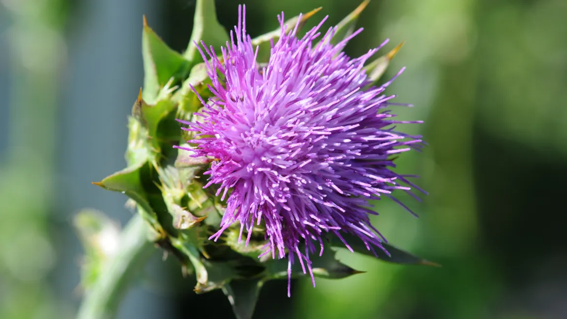 Wie hier die schöne Blüte verrät. Foto: istock