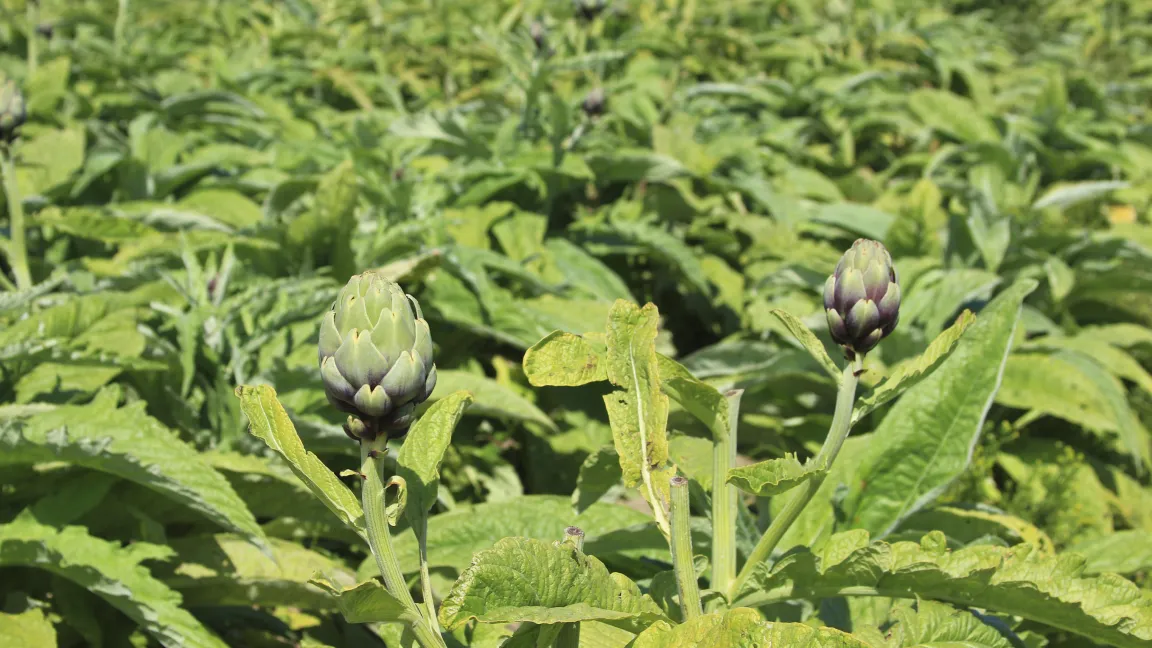 Artischockenanbau wird größtenteils in Italien, Frankreich oder Spanien betrieben, aber auch in Deutschland in den Weinanbaugebieten. Foto: istock