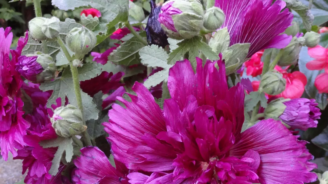 Stockrosen ohne Spitzmäuschenbefall. Foto: Klaus Margraf