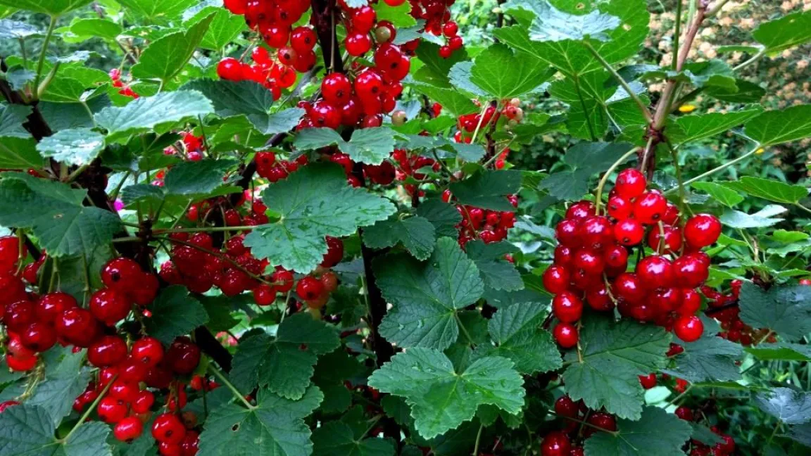 Sachgerechter Schnitt ist die Voraussetzung für eine reiche Ernte. Foto: Klaus Margraf