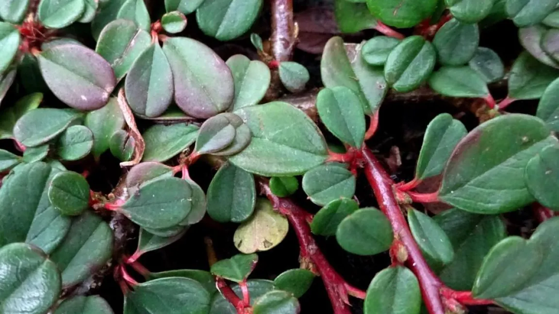 Cotoneaster Dammeri ist als Bodendecker geeignet. Foto: Klaus Margraf