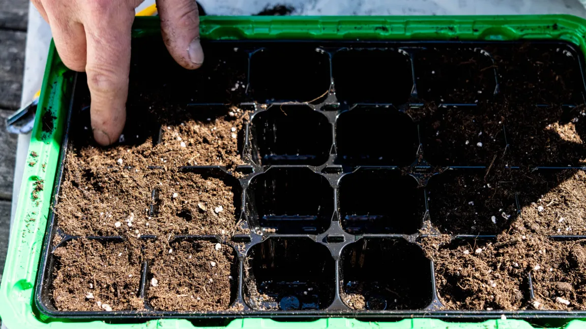 Draußen im Beet oder im Kühlschrank bekommen die Samen in der Anzuchtschale den nötigen Kältereiz. Foto: istock