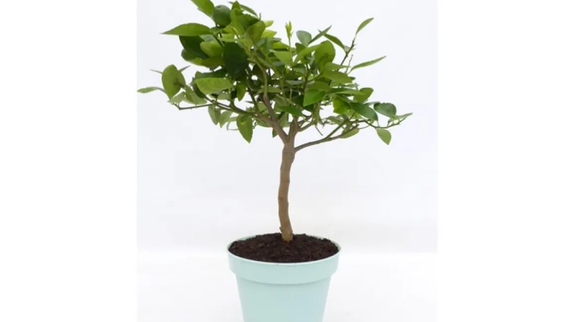 Hobbygärtner können Limettenbäumchen im Handel erwerben. Die Pflanzen benötigen in der kalten Jahreszeit ein warmes Winterquartier. Foto: gruenwaren.de