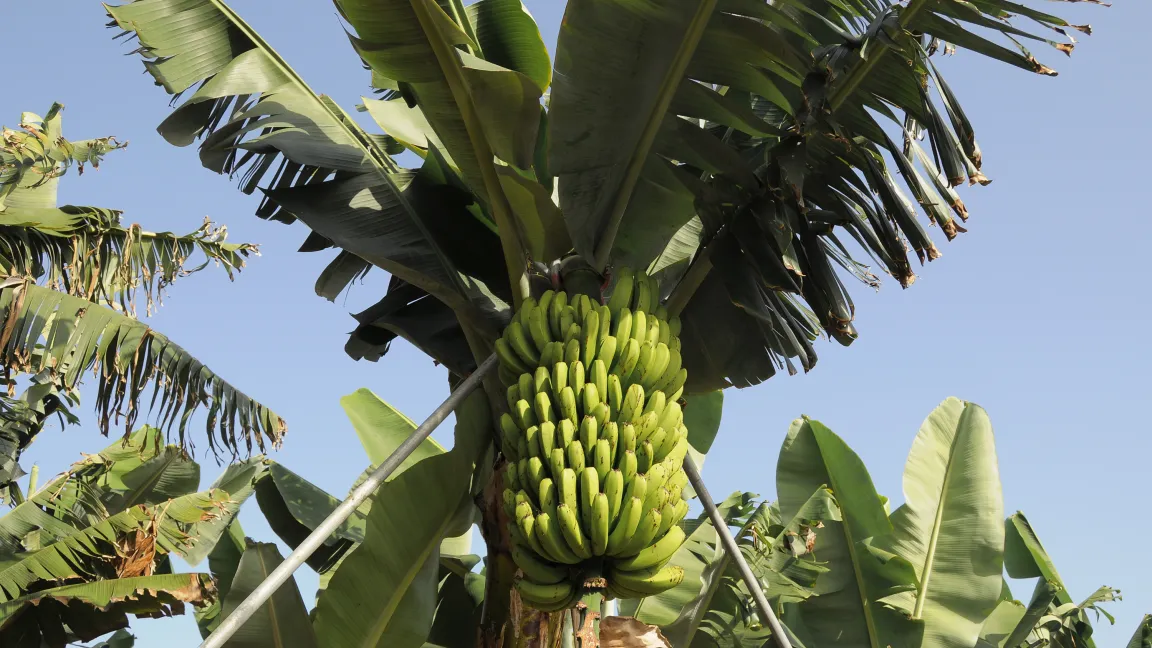 Mittels einer DNA-Analyse haben die Forscher festgestellt, dass die Panama-Krankheit der Banane durch einen einzigen Klon des Fusarium-Pilzes verursacht wird. Foto: istock