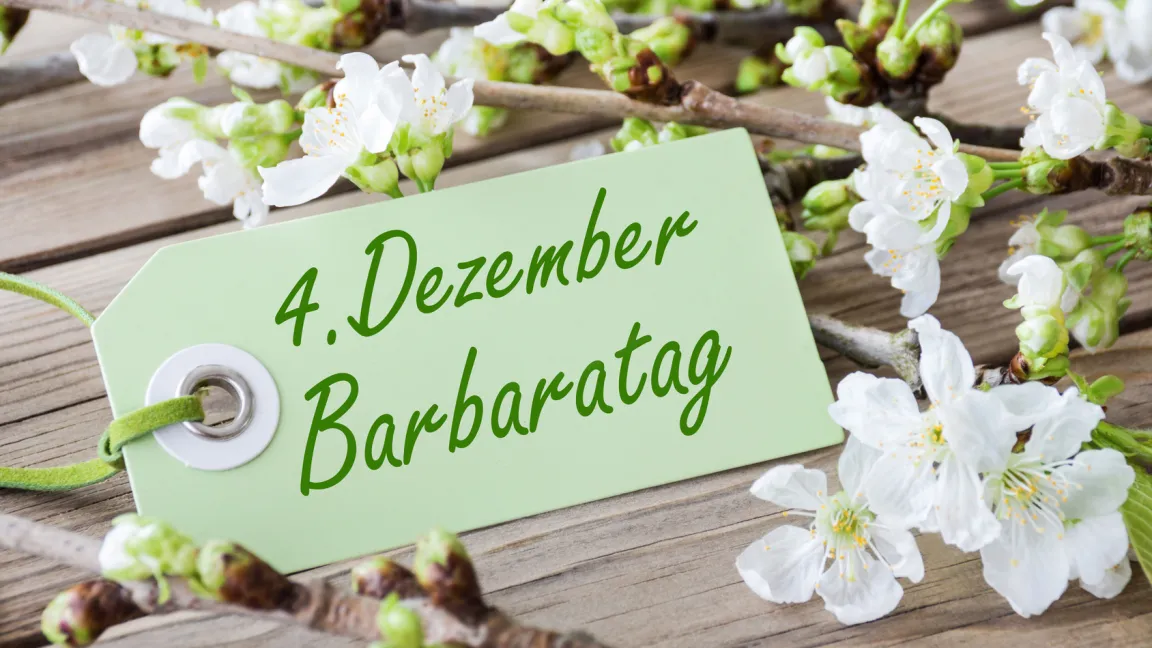 Eine Bauernregel lautet: "Knospen an Sankt Barbara, sind zum Christfest Blüten da." Foto: Fotolia