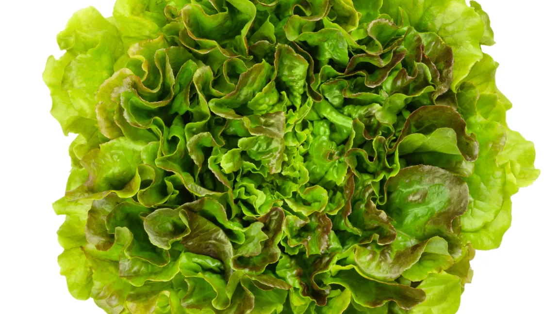 Der Batavia hat krause, dicke Blätter und in der Mitte einen geschlossenen Kopf. Farblich variiert er von grün bis braun. Foto: istock