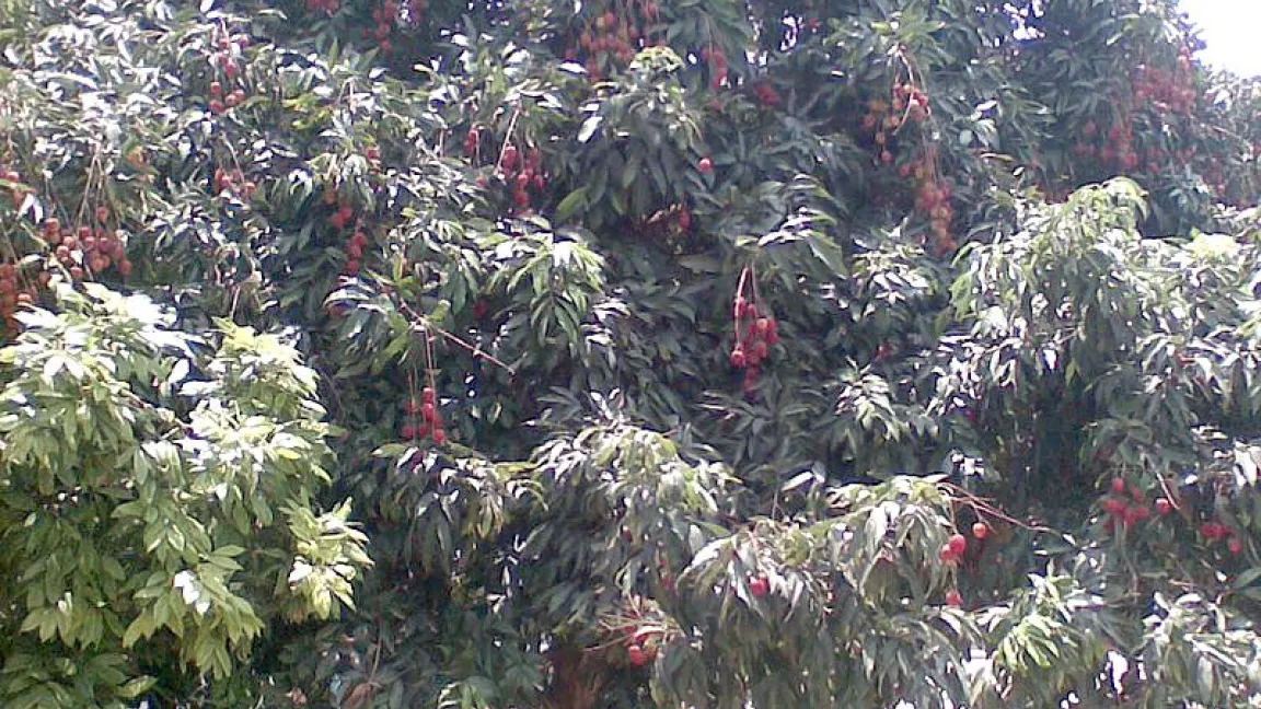 Je nach Größe trägt ein Baum 100 bis 200 Kilogramm Früchte pro Jahr. Foto: wikimedia commons