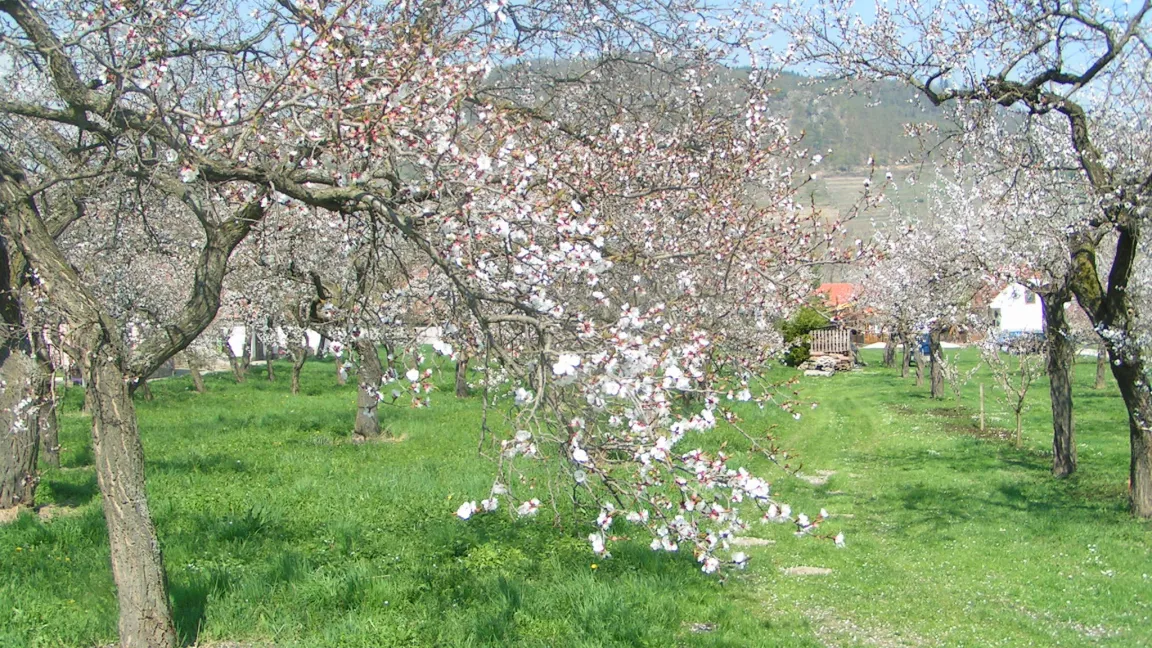 Aprikosenbäume werden etwa 6 Meter hoch, der Erwerbsgärtner erzieht sie auf eine Höhe von 3 bis 4 Meter. Foto: Hans Peter Kainz / Pixelio