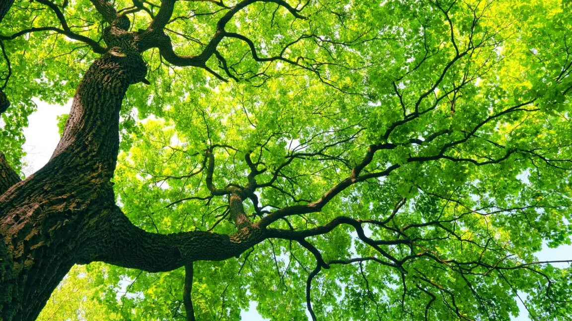 Der "Tag des Baumes" am 25. April ist ein internationaler Feiertag, der in vielen Ländern der Welt begangen wird. Foto: istock