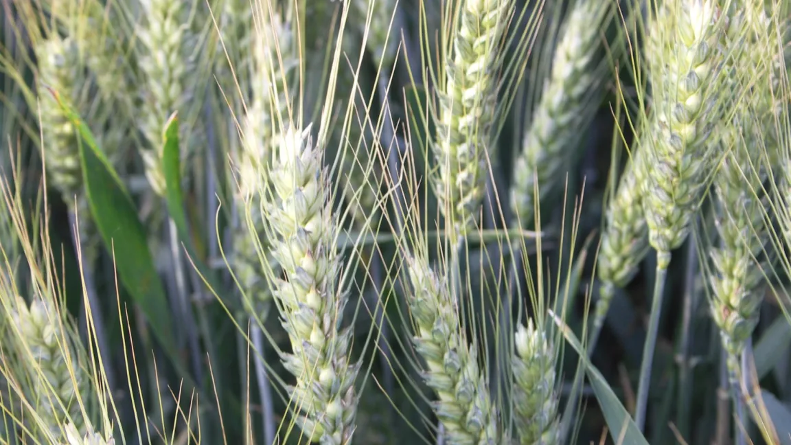 Begrannte Weizensorten sind meistens ein paar Tage früher reif als unbegrannte Sorten und deswegen weniger anfällig für Frühsommertrockenheit. Foto: Matthias Wiedenau