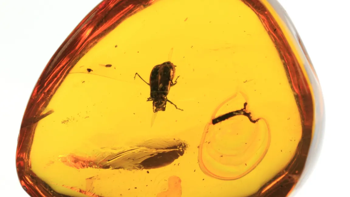 Bernstein ist als Schmuck kostbar, mit einem 99 Millionen Jahre alten Fund umso mehr. Foto: istock