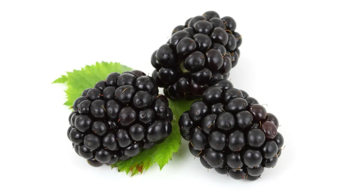 Brombeeren überzeugen durch ihren aromatischen süßsauren und saftigen Geschmack. Foto: Pixabay