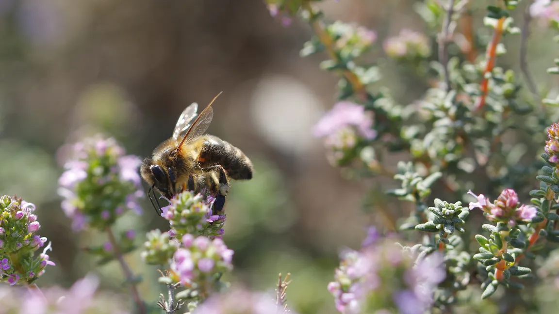 Bienen und andere Insekten mögen den würzigen Duft des Thymians. Foto: istock