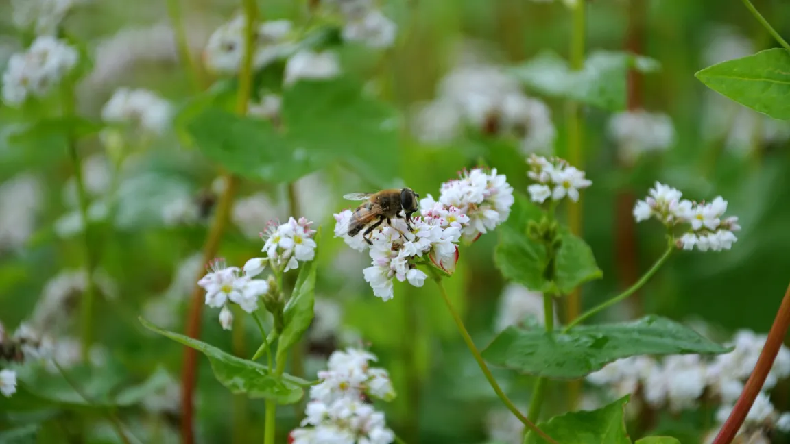 Die rötlich-weißen Blüten des Buchweizens sind eine gute Bienenweide bis spät in den Herbst hinein. Foto: istock