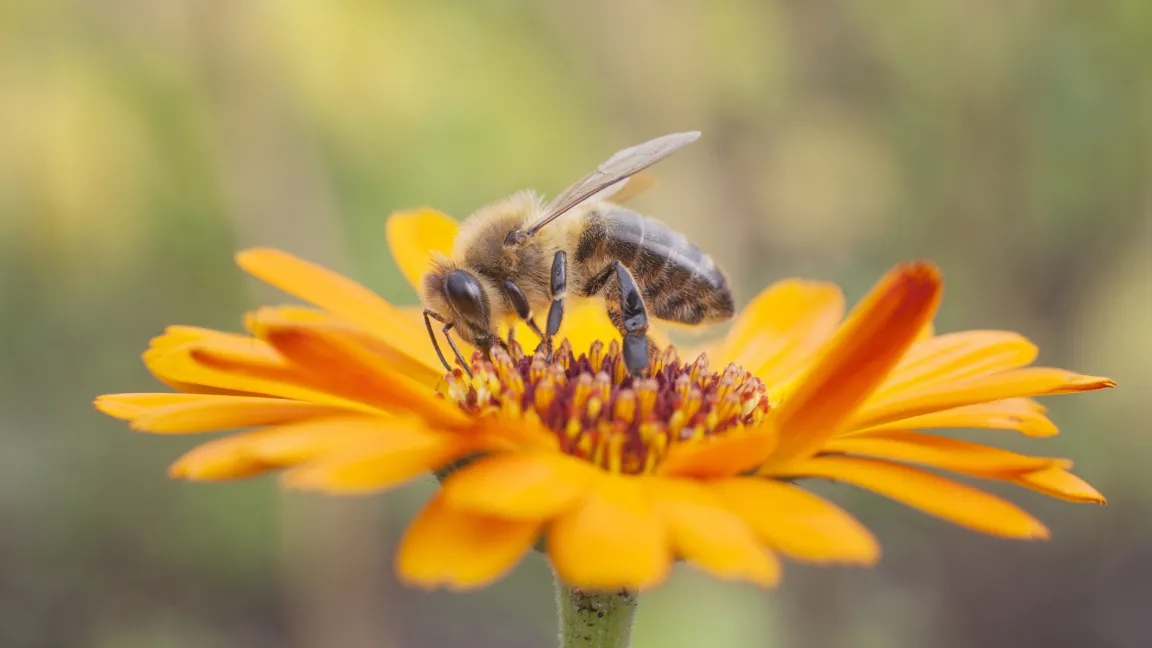 Am 20. Mai ist Weltbienentag. Foto: istock