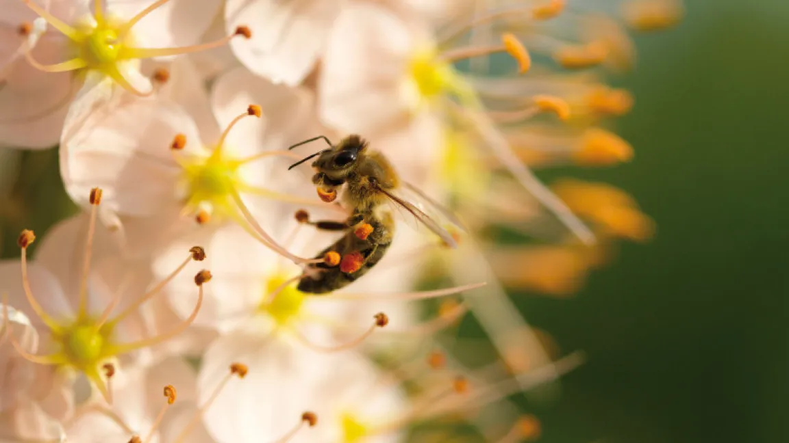 Forscher, Imker, Landwirte und Gärtner müssen Hand in Hand arbeiten, um die Bienen zu schützen. Foto: Bayer CropScience