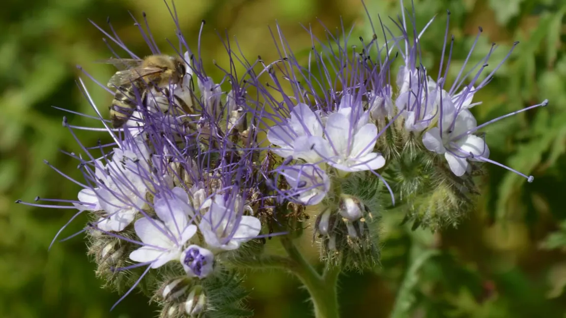 Vitale Bienen benötigen vor allem Blühpflanzen und einen Schutz vor der Varroa-Milbe. Bei sachgemäßer Anwendung verursachen Pflanzenschutzmittel keine Schäden. Foto: Matthias Wiedenau