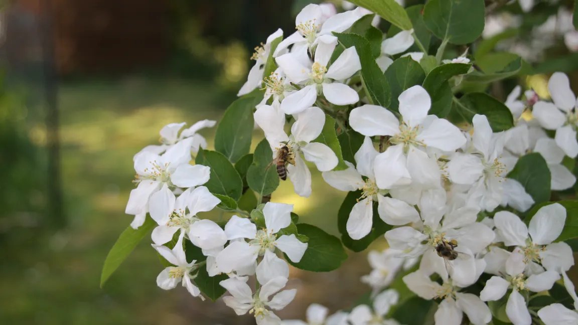 Gerade im Apfelanbau sind die Honigbienen ein wichtiger Wirtschaftsfaktor geworden. Foto: Angelika Sontheimer