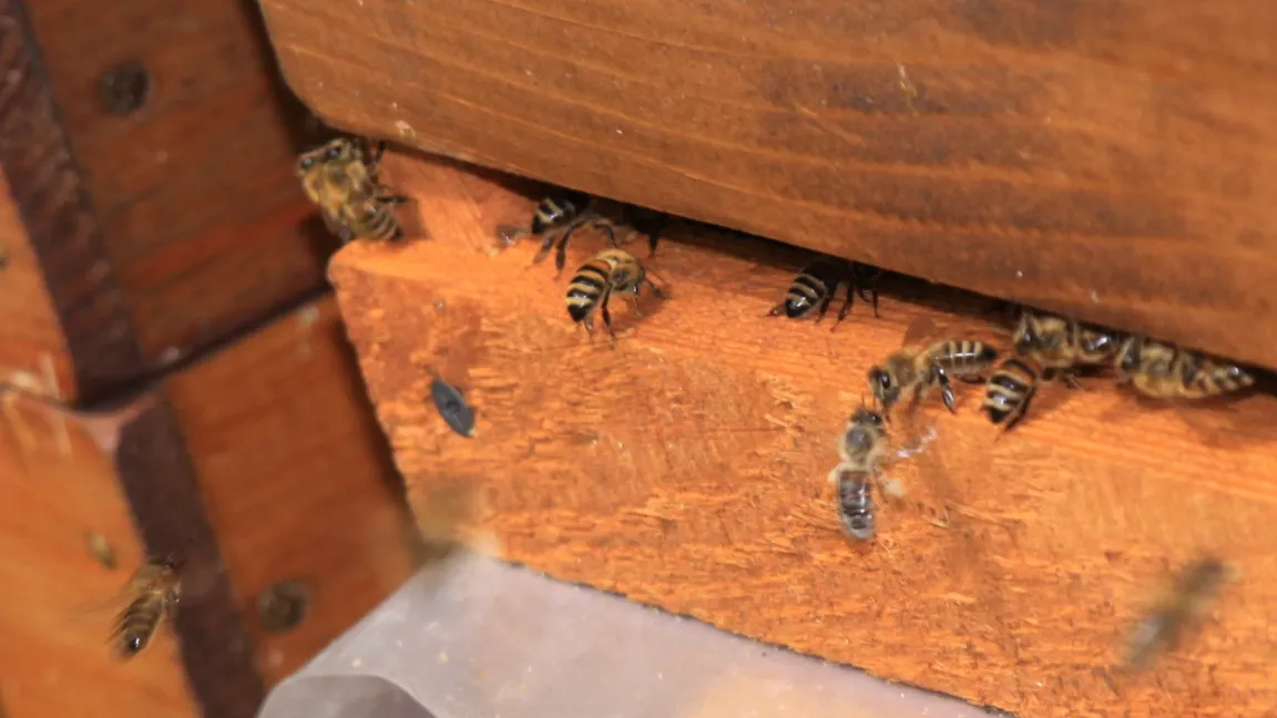 Bienen sammeln Nektar und Pollen und tragen sie in den Stock. Foto: Catrin Hahn