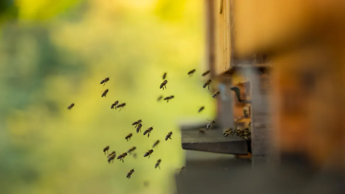 Die fleißigen Honigbienen fliegen pro Tag bis zu 30 Mal aus. Foto: istock