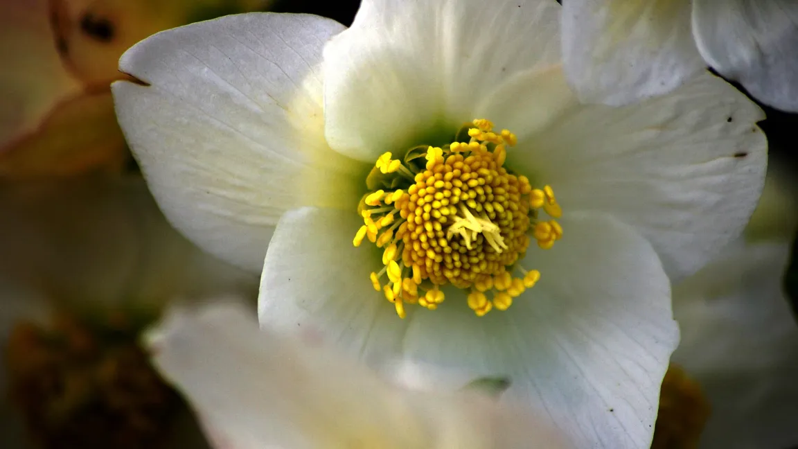 Die großen weißen Blüten der Schneerose erblühen meist zwischen Februar und April. Die gesamte Pflanze ist sehr giftig. Foto: Helge Masch/Botanischer Sondergarten Wandsbek, Hamburg