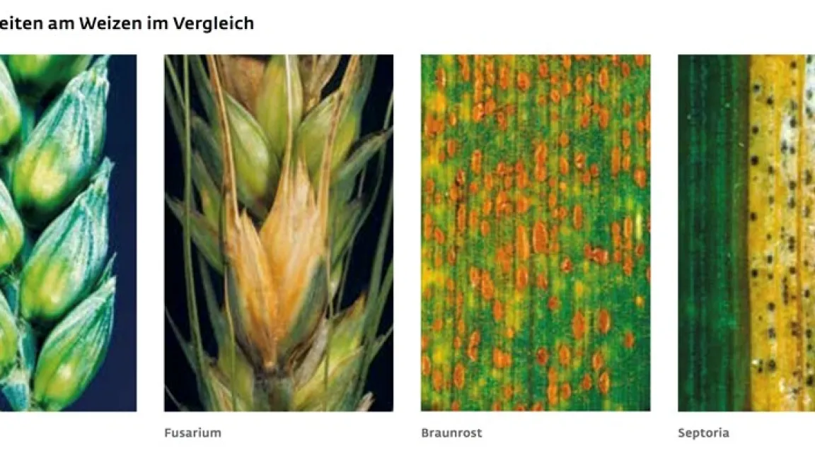 Im Projekt PILTON (Pilztoleranz von Weizen mittels neuer Züchtungsmethoden) sollen Weizensorten mit verbesserter, multipler und dauerhafter Pilztoleranz gegen vier Schadpilze erarbeitet werden. Foto: BDP