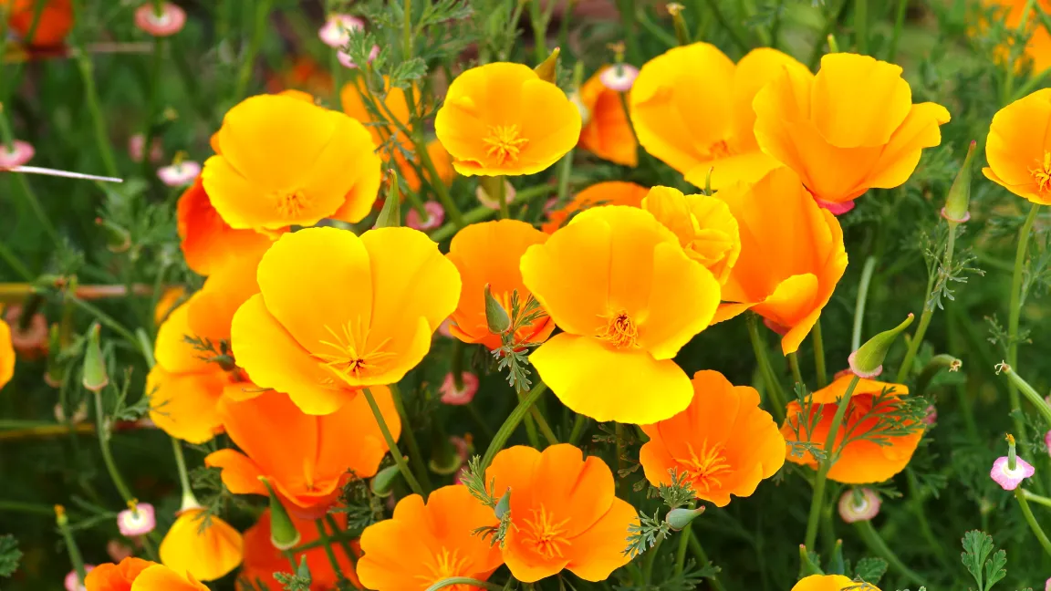 Die leuchtend orangegelb blühende Mohnpflanze wird neben Schlafmützchen auch Kalifornischer Mohn oder Goldmohn genannt. Foto: Helge Masch/Botanischer Sondergarten Wandsbek, Hamburg