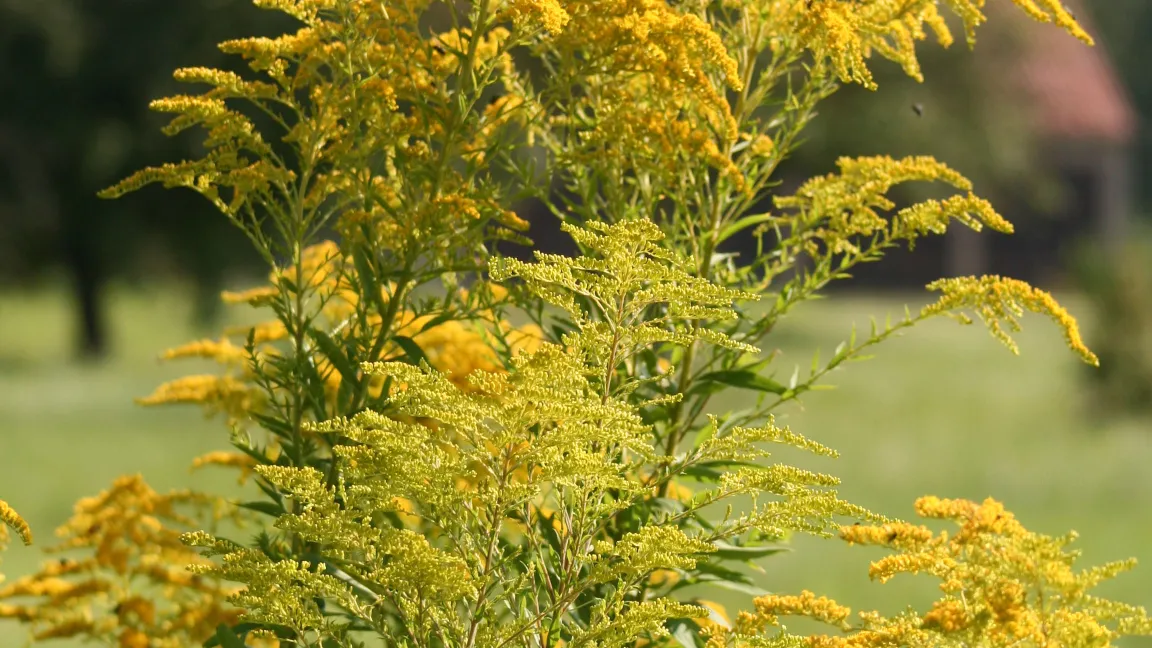 Kanadische Goldrute. Quelle: K. Reinhardt