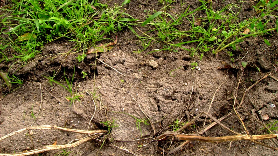 Erdaufbruch durch Wühlmausgang. Foto: Klaus Margraf