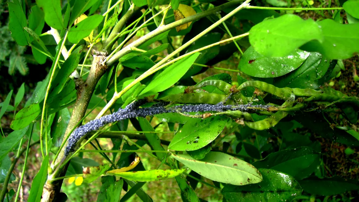 Goldregenblattläuse. Foto: Klaus Margraf