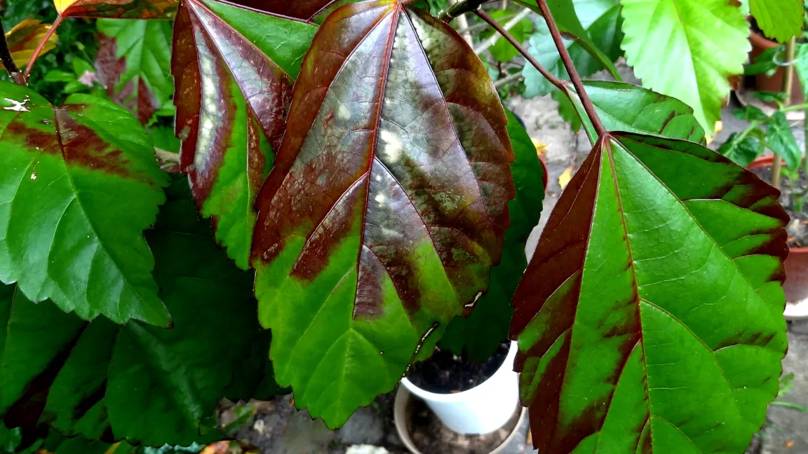 Hibiskus mit Blattverfärbungen nach Hitzeeinwirkung. Foto: Klaus Margraf