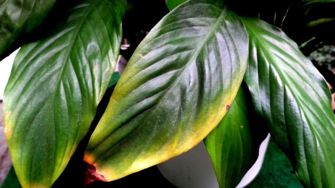 Spathiphyllum mit Blattschäden durch zu trockene Luft. Foto: Klaus Margraf