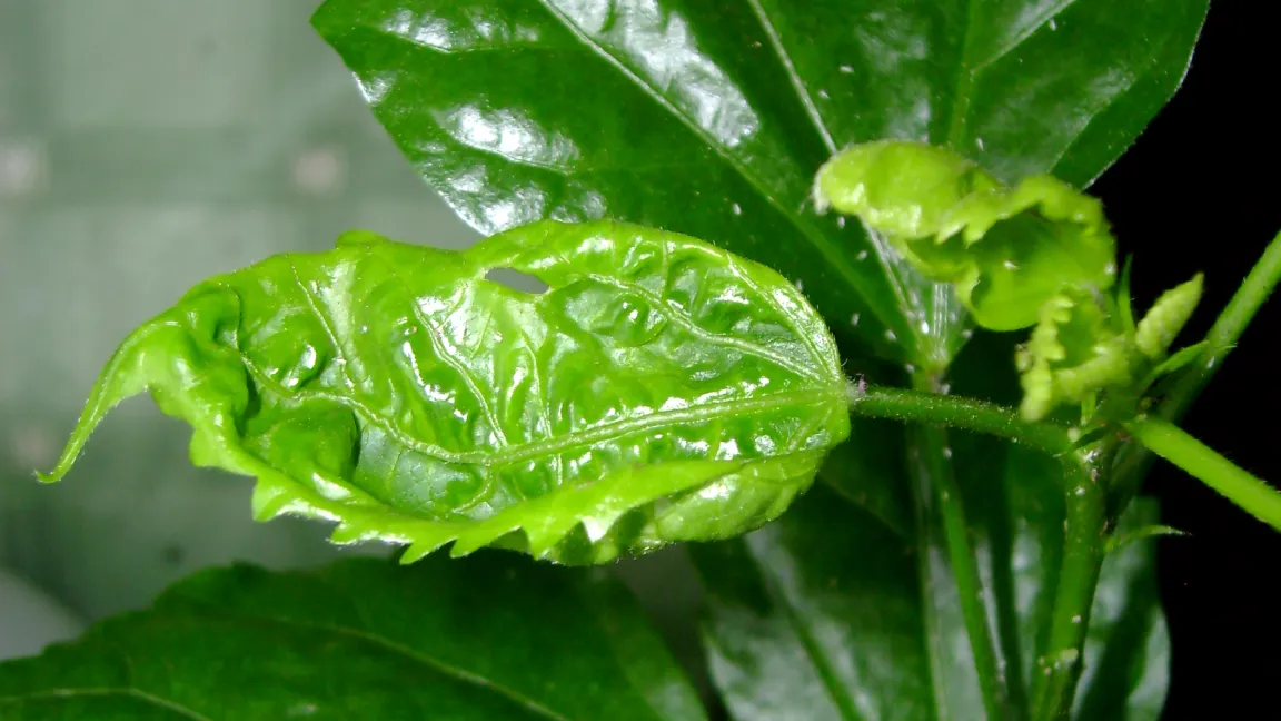 Verkrüppelungen durch Blattlausbefall am Hibiskus. Foto: Klaus Margraf