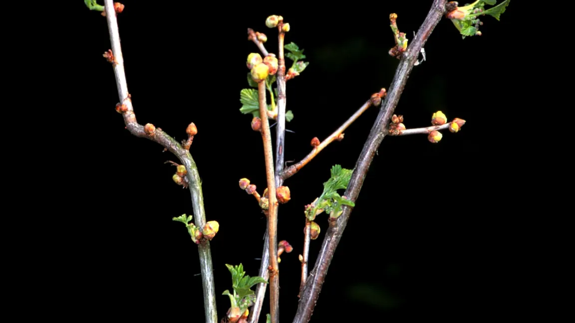 Von der Johannisbeerknospengallmilbe befallene Knospen treiben meist nicht aus. Foto: Klaus Margraf