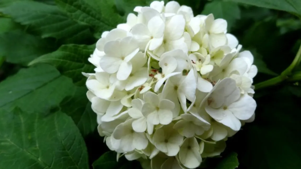 Wenn die Blätter keine Schäden durch den Schneeballblattkäfer haben, kommt die Blütenpracht zur Geltung. Foto: Klaus Margraf