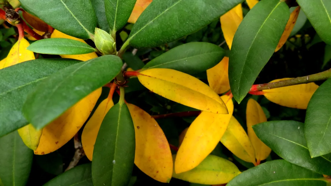 Chlorose bei herbstlichem Reinigungsvorgang an Rhododendron. Foto: Klaus Margraf