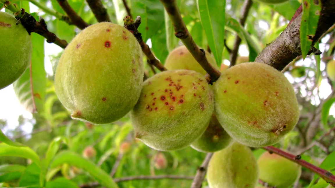 Fruchtbefall durch Schrotschuss am Pfirsich. Foto: Klaus Margraf