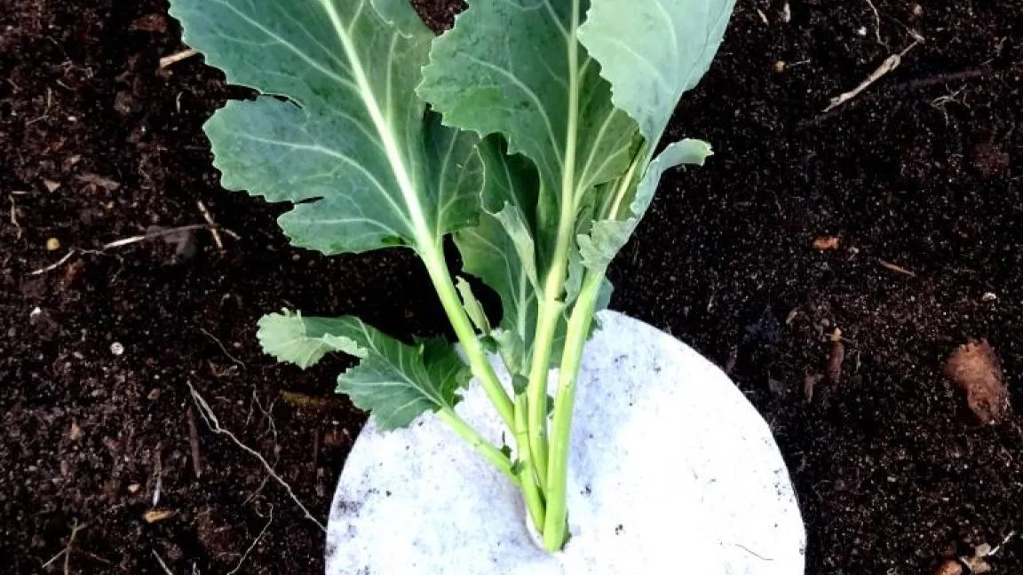 Gegen die Kohlfliege wird die Fläche um den Wurzelhals mit einem Kohlkragen aus Vlies geschützt. Foto: Klaus Margraf