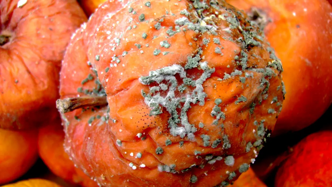 Penicillium-Grünfäule am Apfel. Foto: Klaus Margraf