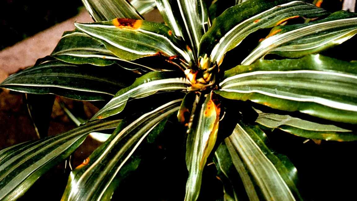 Saugschäden von Thripsen an Herzblättern des Drachenbaums (Dracaena). Foto: Klaus Margraf