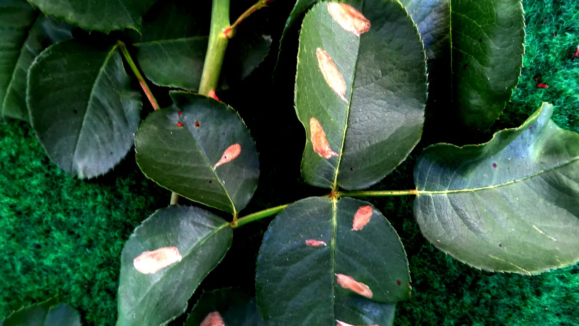 Schäden der Tischeria-Rosenblattminiermotte. Foto: Klaus Margraf
