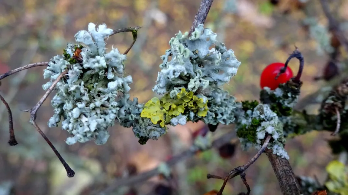 Starker Flechtenbesatz an Berberitze. Foto: Klaus Margraf