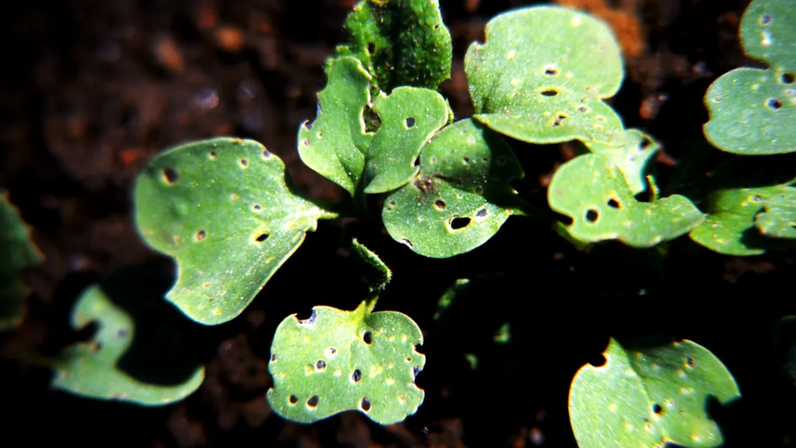 Erdflohschäden an Kohlkeimlingen. Foto: Klaus Margraf