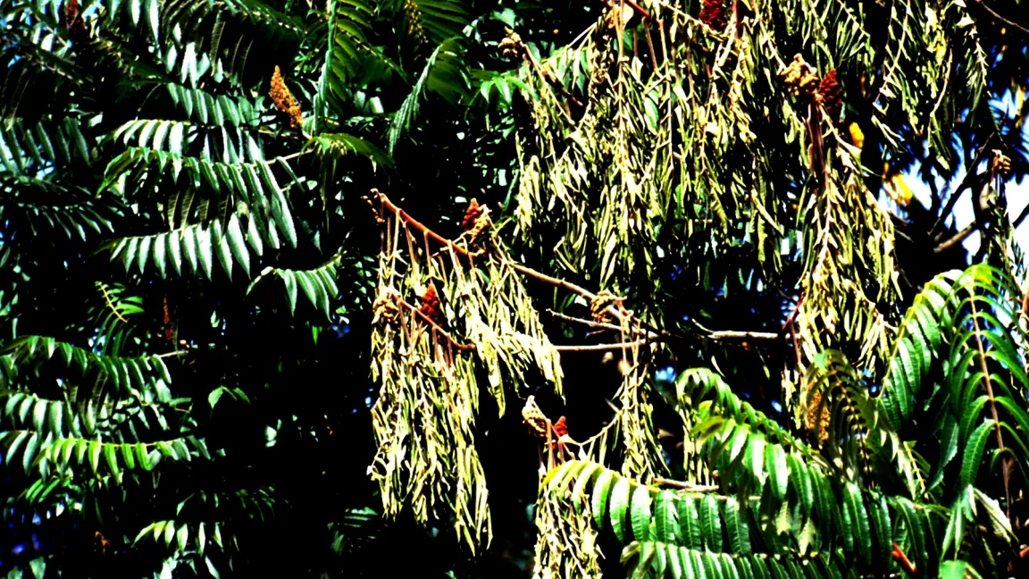 Verticillium-Welke an einem Essigbaum. Foto: Klaus Margraf