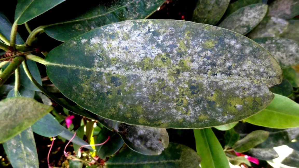Grünalgen auf Rhododendronblättern. Foto: Klaus Margraf