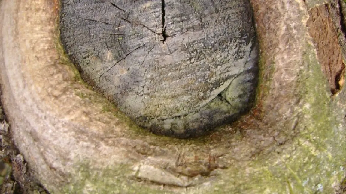 Gute Überwallung der Wundränder durch sachgerechten Schnitt. Foto: Klaus Margraf