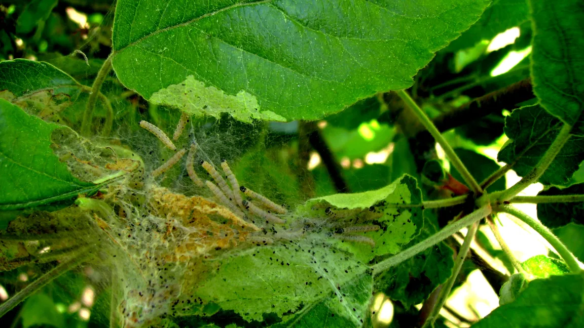 Jungraupen der Apfelbaumgespinstmotte mit beginnendem Blattfraß. Foto: Klaus Margraf